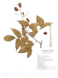 Image result for Dialium holtzii