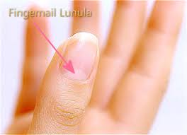 fingernail lunula little moon meaning health color