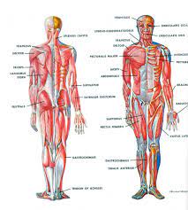 The human skeleton consists of 206 bones. Hugedomains Com Human Muscular System Human Body Anatomy Human Body Muscles