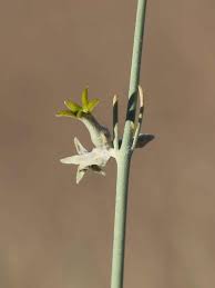 Image result for Orthanthera