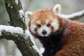 facts about red pandas live science