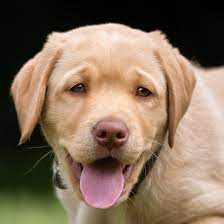 More images for golden retriever mix puppies pittsburgh » 1 Golden Retriever Puppies For Sale In Pittsburgh Pa