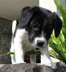 Border collie mix puppies colorado. Pitbull Border Collie Mix Puppy Pitbull Puppies
