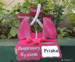 Cards Crafts Kids Projects Making A Respiratory System Model