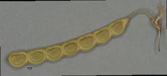 Image result for Aeschynomene tenuirama