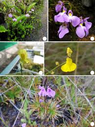 Image result for Lentibulariaceae