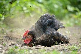 Click to see full answer. How To Get Rid Of Chicken Mites Naturally Freedom Ranger Hatchery