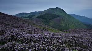 Neelakurinji Flower: This flower blooms once in 12 years