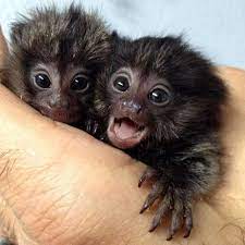 Positive Post Day Unusual Baby Animals Cute Baby Monkey Marmoset Monkey Baby Monkey Pet