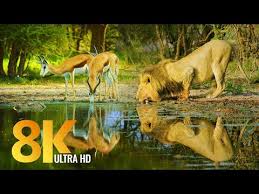Amazing Wildlife Of Botswana 8k Nature Documentary Film With Music Youtube In 2020 Wildlife Documentary Film Documentaries
