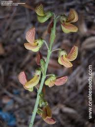 Image result for Crotalaria lanceolata