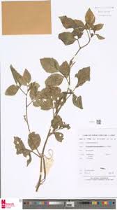 Image result for Cyamopsis serrata