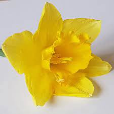 Dissecting Daffodils To Explore Pollination Daffodils Daffodil Flower Pollination