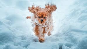 Wer das nicht beherzigt, sollte den beruf wechseln. Ungeahnte Gefahr Hund Spielt Im Schnee Und Stirbt Wenig Spater Beinahe Deswegen Bunte De