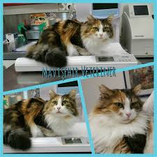 cok guzelsin ankarakedisi angoracats tricolor tricolorcat veterinerler hayvan