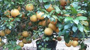These trees have actually produced fruit here at our orchard. Why Growing Grapefruit Under Cover Is Gaining Appeal Growing Produce