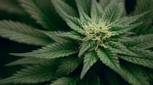 Image result for Cannabis sativa
