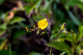 Image result for Hermannia grandistipula