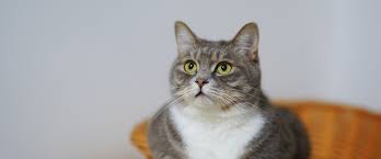 Here's why cats shed claws — and why it's nothing to be worried about. Cats Scratching