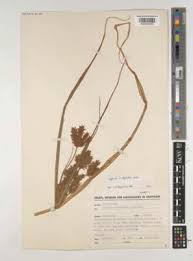 Image result for Cyphostemma hermannioides