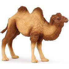 Photograph by joel sartore, national geographic photo ark. Papo 50129 Bactrian Camel New Color Modellpferdeversand De 7 49
