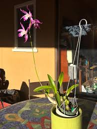 Image result for Habenaria perpulchra