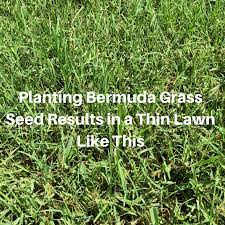 Buffalograss is best adapted for areas with annual rainfall of 25 inches or less. Planting Bermuda Grass Seed Houston Grass South Video Pearland Katy