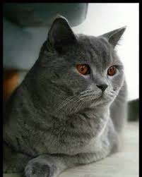 Pin On Catofday