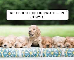 Conveniently located in northern illinois, our puppies live happily ever after with loving families across the united states, and some. Best 6 Goldendoodle Breeders In Illinois 2021 We Love Doodles