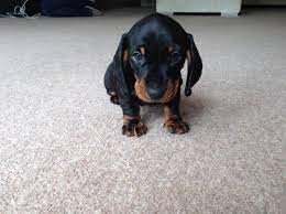 Located in the heart of the texas hill country, near fredericksburg, san antonio and austin. Miniature Dachshund Puppies For Sale El Paso Tx 192260