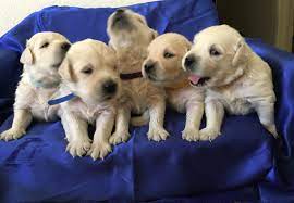 With the capability of shipping puppies anywhere in the us, wonderful families have adopted sweet cream goldens from washington, oregon, idaho, montana, california, colorado. Benjamin Irving Golden Retrievers Golden Retrievers La California