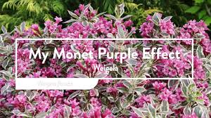 It brings a purple tone in its foliage to the line flower color: 30 Seconds With My Monet Purple Effect Youtube