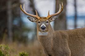 Frenchce matin, les témoins représentant les inuits ont déclaré que la saison de chasse au béluga dure jusqu'à neuf mois par année. La Saison De La Chasse S Annonce Bonne L Eclaireur Progres