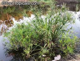 Image result for Cyperus sp.no.5