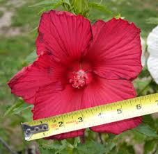 Germination rate is very high, almost 100%. The One Plant That Could Change Your Life Forever Mike S Backyard Nursery