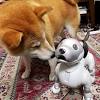 Story image for pet news articles from Asahi Shimbun