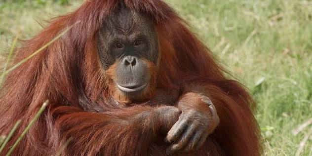 Orangutan | Smithsonian's National Zoo and Conservation Biology Institute
