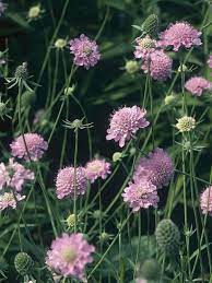 Drought Tolerant Plants The Best Plants For Dry Soil Drought Tolerant Plants Drought Tolerant Perennials Plants