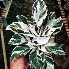 Maybe you would like to learn more about one of these? Raj216 Tanaman Hias Indoor Calathea Fusion White Shopee Indonesia