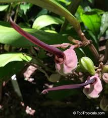 Image result for Aristolochia