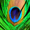 That become a memory like a drifting peacock feather. Https Encrypted Tbn0 Gstatic Com Images Q Tbn And9gcrtmghveqzljzpfdvwdq14bss9j5ck7ghfv 6d9hcy Usqp Cau