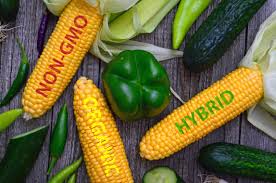 email protected kitazawa seed co. Organic Vs Non Gmo Vs Hybrid What S The Difference Stark Bro S