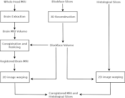 1 Flowchart Of The Mri And Histology Co Registration