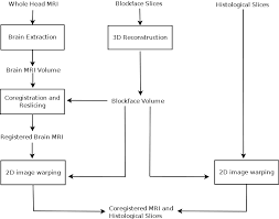 1 flowchart of the mri and histology co registration