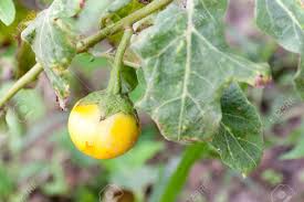 Image result for Solanum macrocarpon