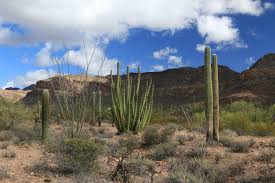 Due to its location, organ pipe cactus national monument is a destination you have to plan to visit. Organ Pipe Cactus Nm Brennis Reisewelt