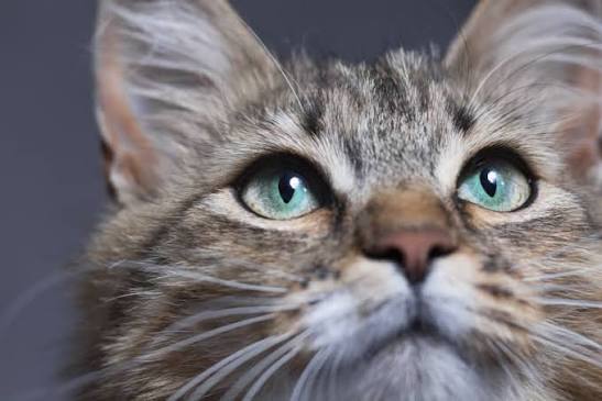 Cat Eye Watering & Squinting | Cordova Vet