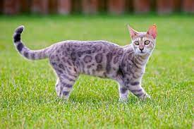 Margay (leopardus wiedii) adalah kucing liar kecil asli amerika tengah dan selatan. Kucing Bengal Si Kucing Hutan Yang Lucu Tips Memilih Kucing