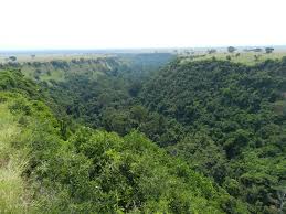 Image result for Lovoa swynnertonii