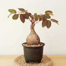 Image result for Phyllanthus paxii